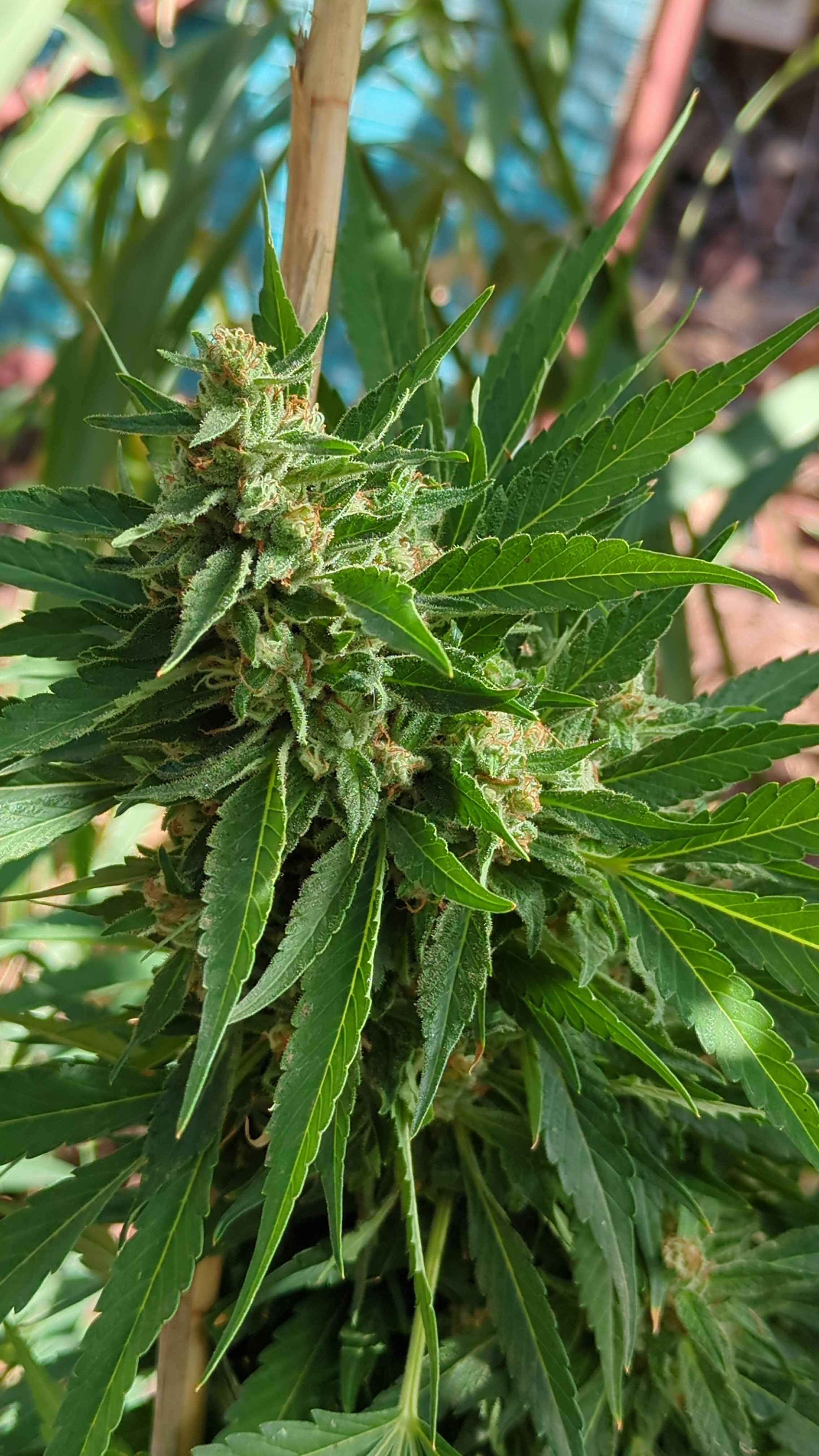 Violette 3 in morning light