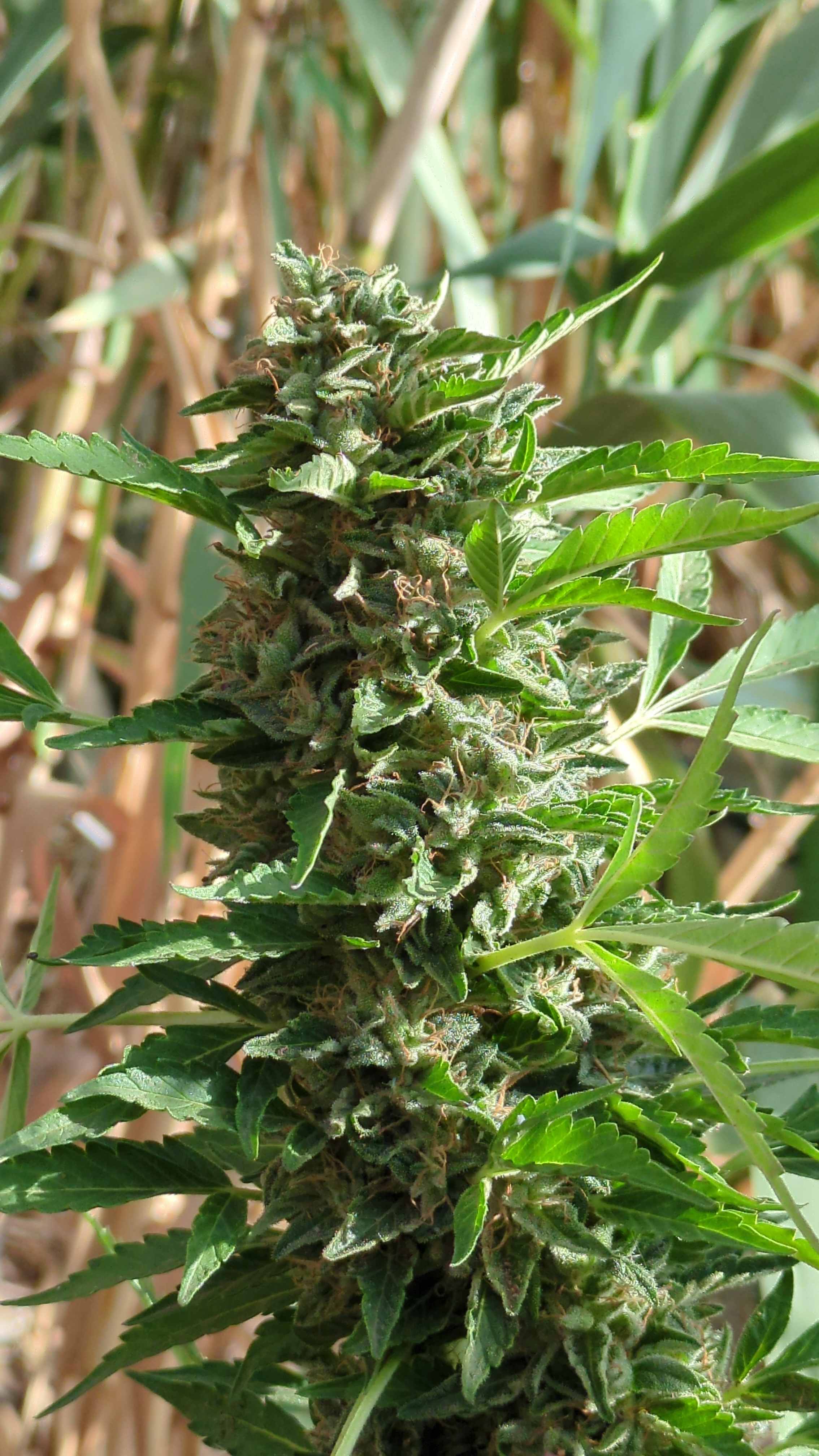 Violette 3 in morning light