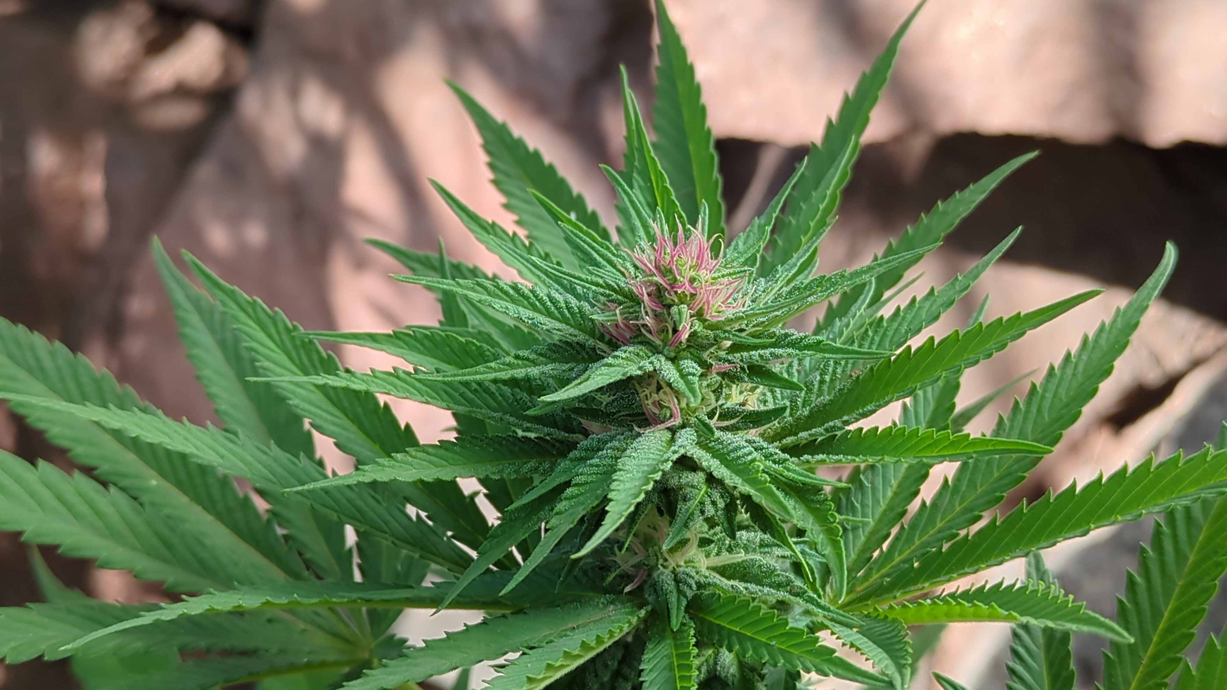 Violette 3 in morning light