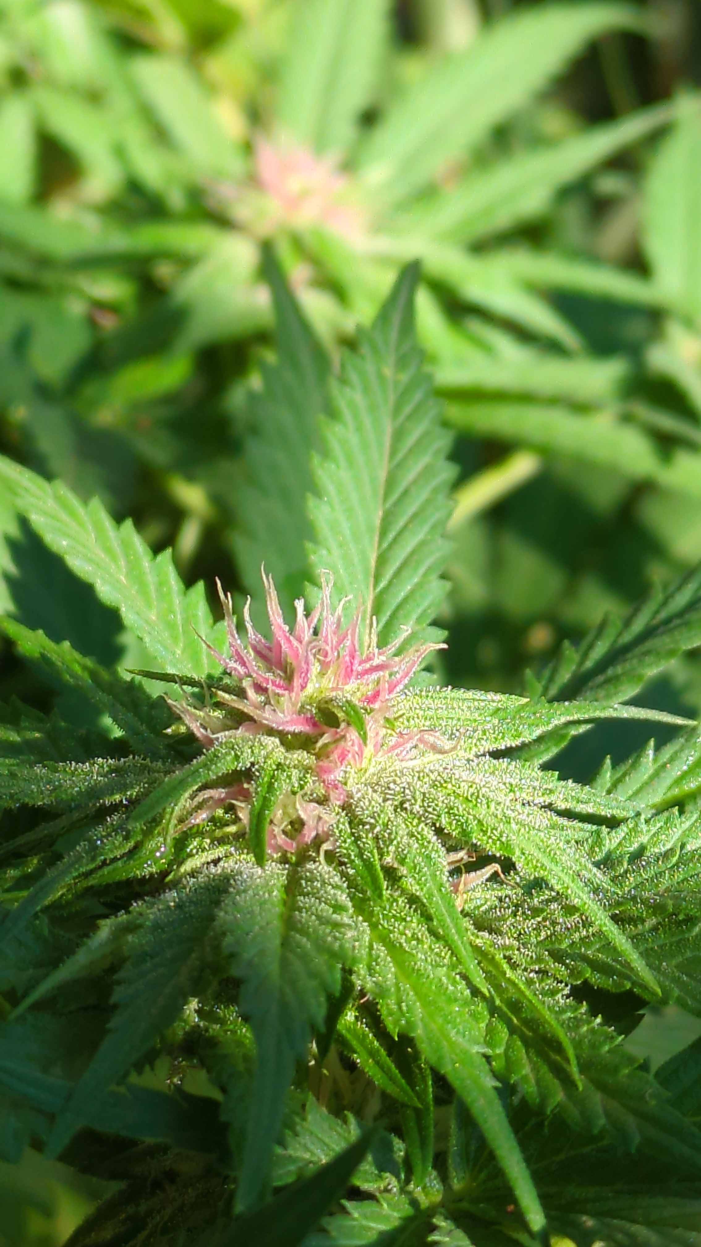 Violette 3 in morning light